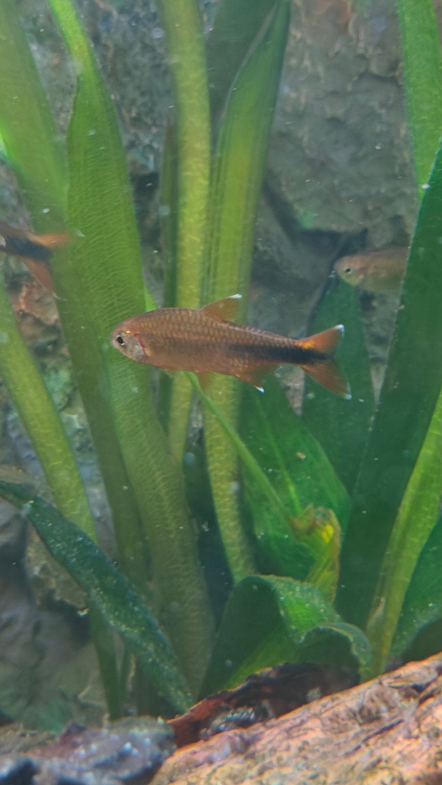 Koperzalm schooltje te koop (7stuks), Dieren en Toebehoren, Vissen | Aquariumvissen, Vis