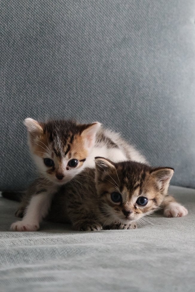 Europese korthaar kittens (Tabby en Bi-color Tabby), Dieren en Toebehoren, Meerdere dieren, Ontwormd