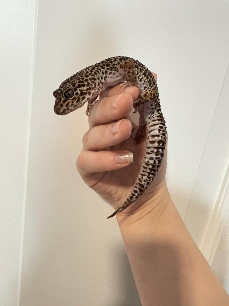 Luipaard gekko 0.1 Wildkleur !PET ONLY! Leopard Gecko - female for sale from Gekkestel