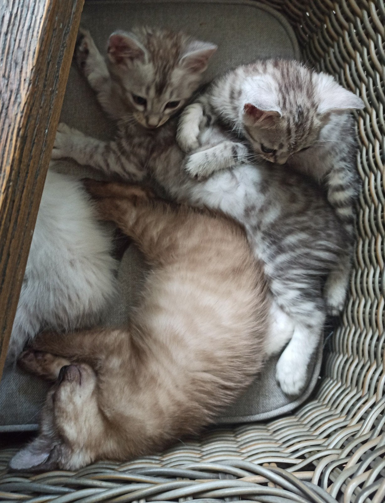 prachtige kittens uit mink bengaal / zilveren siberische kat, Dieren en Toebehoren, Meerdere dieren, Gechipt