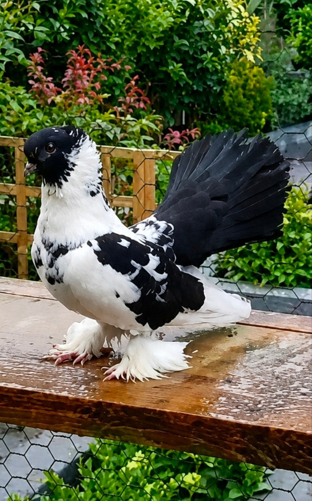 Ben op zoek naar, Meerdere dieren, Kip