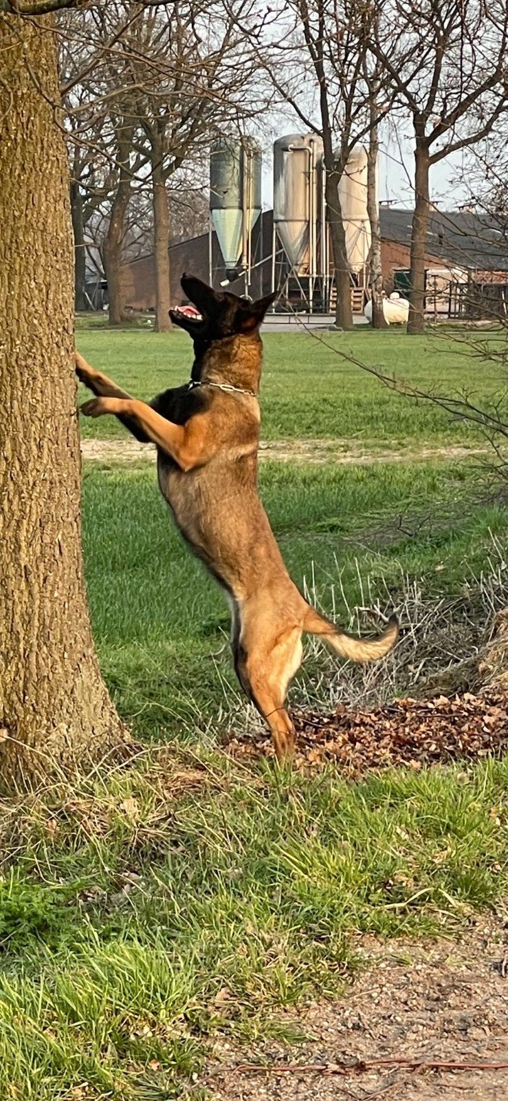 te koop mechelse herder, Reu, Eén hond, 3 tot 5 jaar, Herder