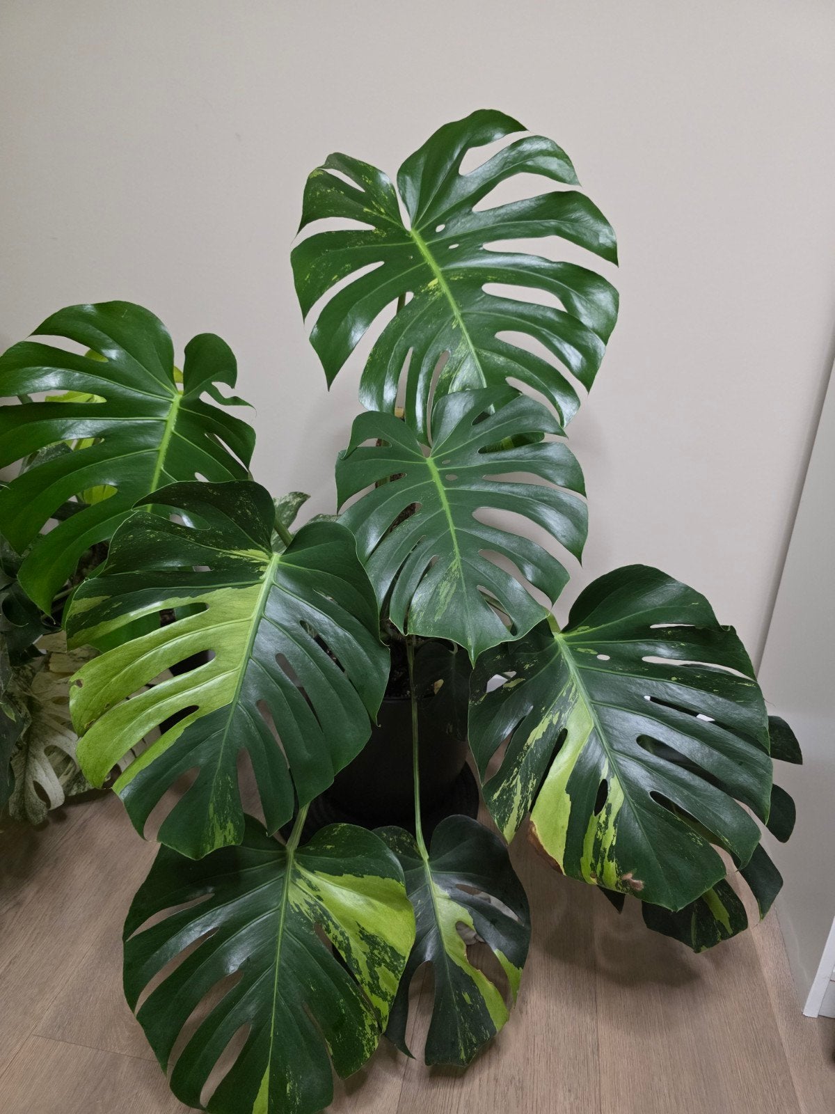 Monstera Deliciosa NOID, Huis en Inrichting, Ophalen, 100 tot 150 cm, Overige soorten, Halfschaduw