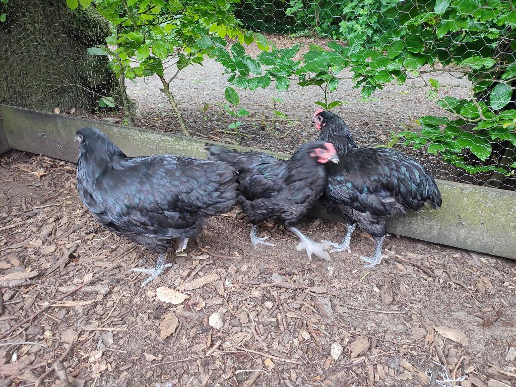 Zwarte Australorp hennen - groot ras - tegen de leg, Dieren en Toebehoren, Pluimvee, Vrouwelijk, Kip