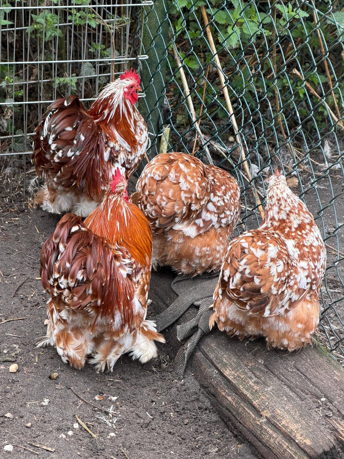 broedeieren van cochin kriel rood gepareld broed ei broedei, Dieren en Toebehoren, Pluimvee, Geslacht onbekend, Kip