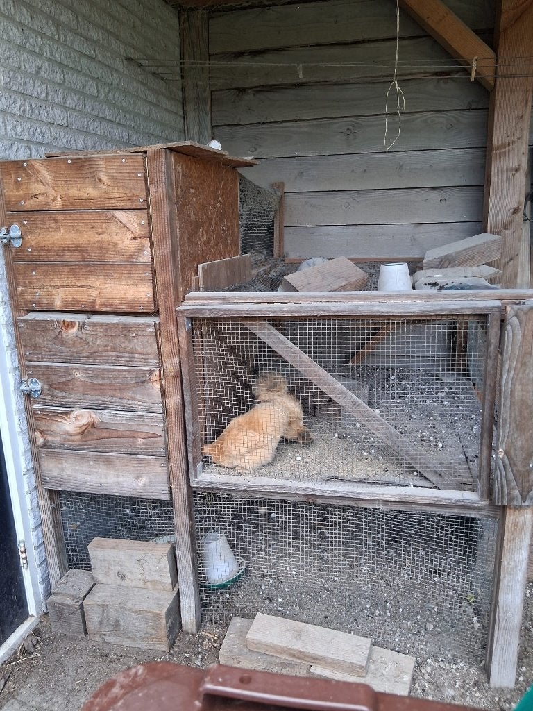 Gratis af te halen: kippenhok met (of zonder) kippen., Ophalen of Verzenden, Gebruikt, Kippenhok of Kippenren