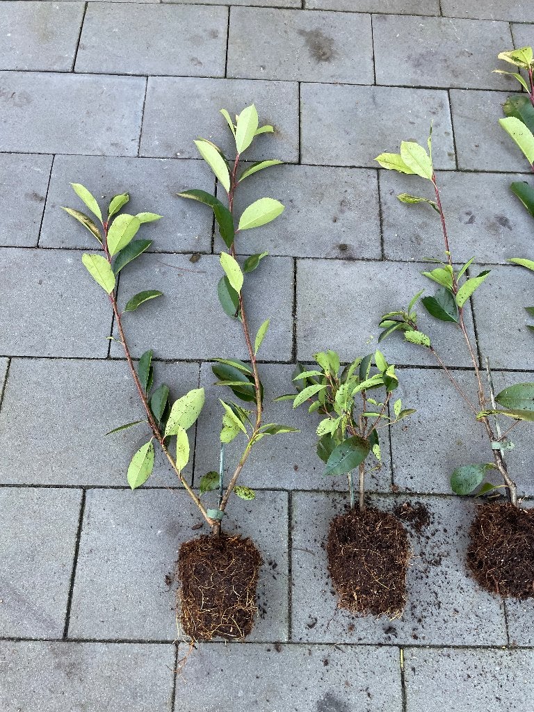 Photilia Red robin,grote partij,jong,bijna gratis., Tuin en Terras, Ophalen, Overige soorten, Haag, Minder dan 100 cm