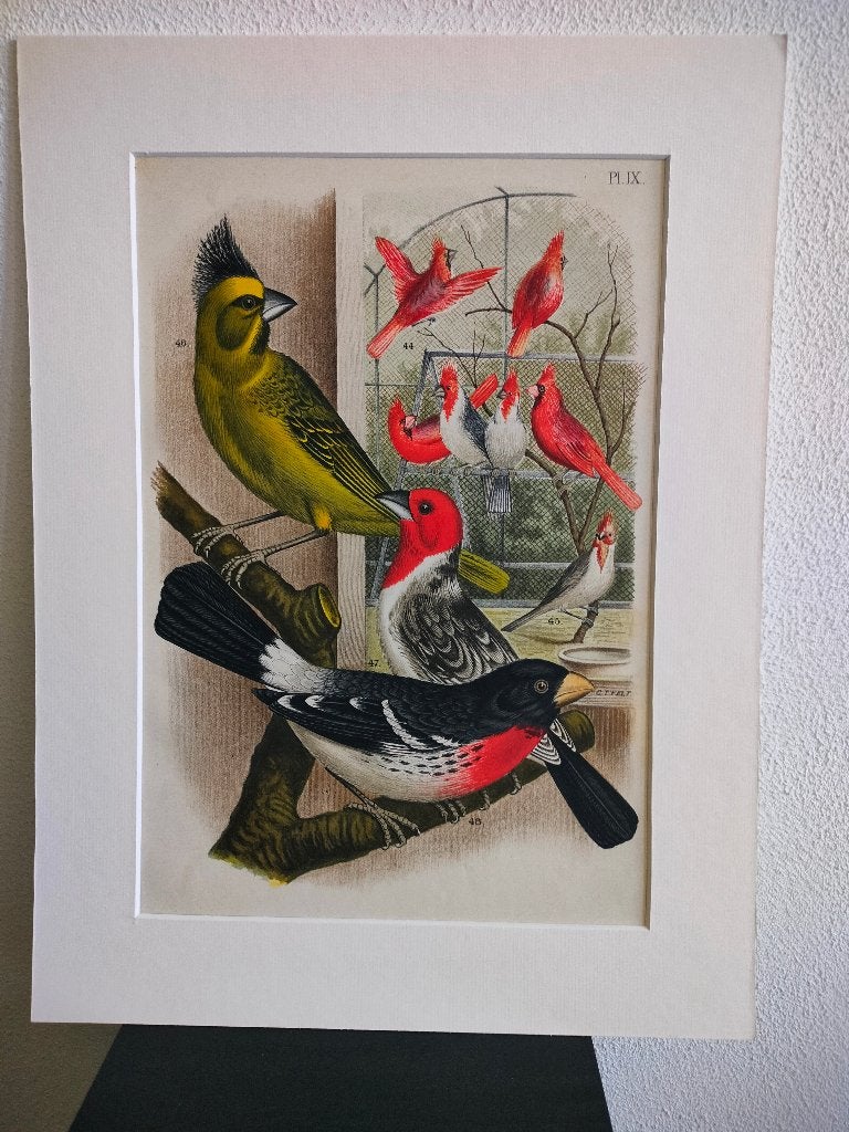 Litho Nuyens Bungartz Lubbert De Vogelwereld Vogels 1883, Ophalen of Verzenden