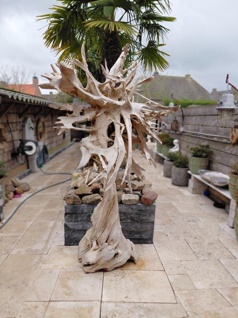 Java boom, Ophalen of Verzenden, Volle zon