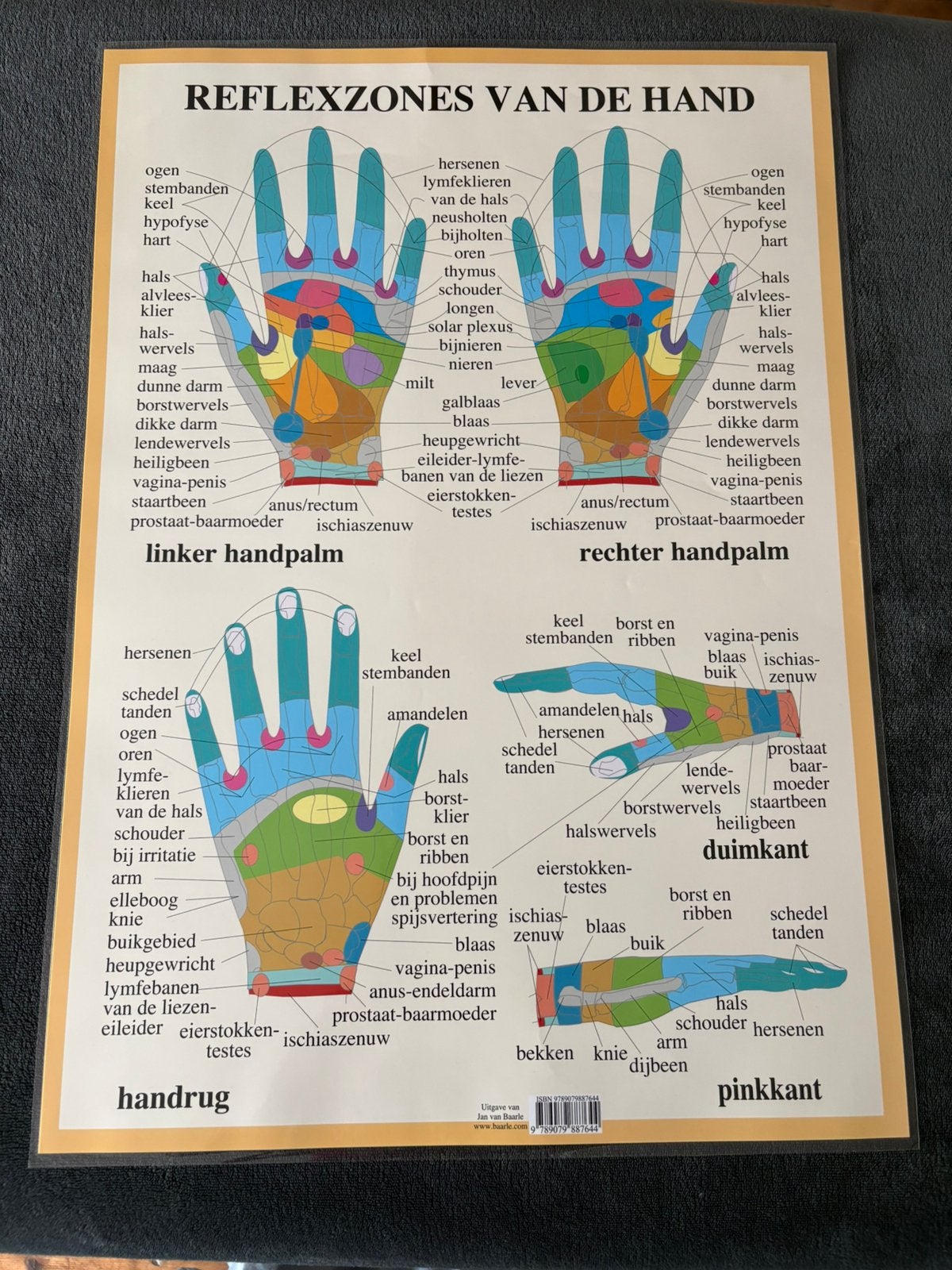 Anatomie posters meridiaan poster, Ophalen of Verzenden, Zo goed als nieuw, Overige typen