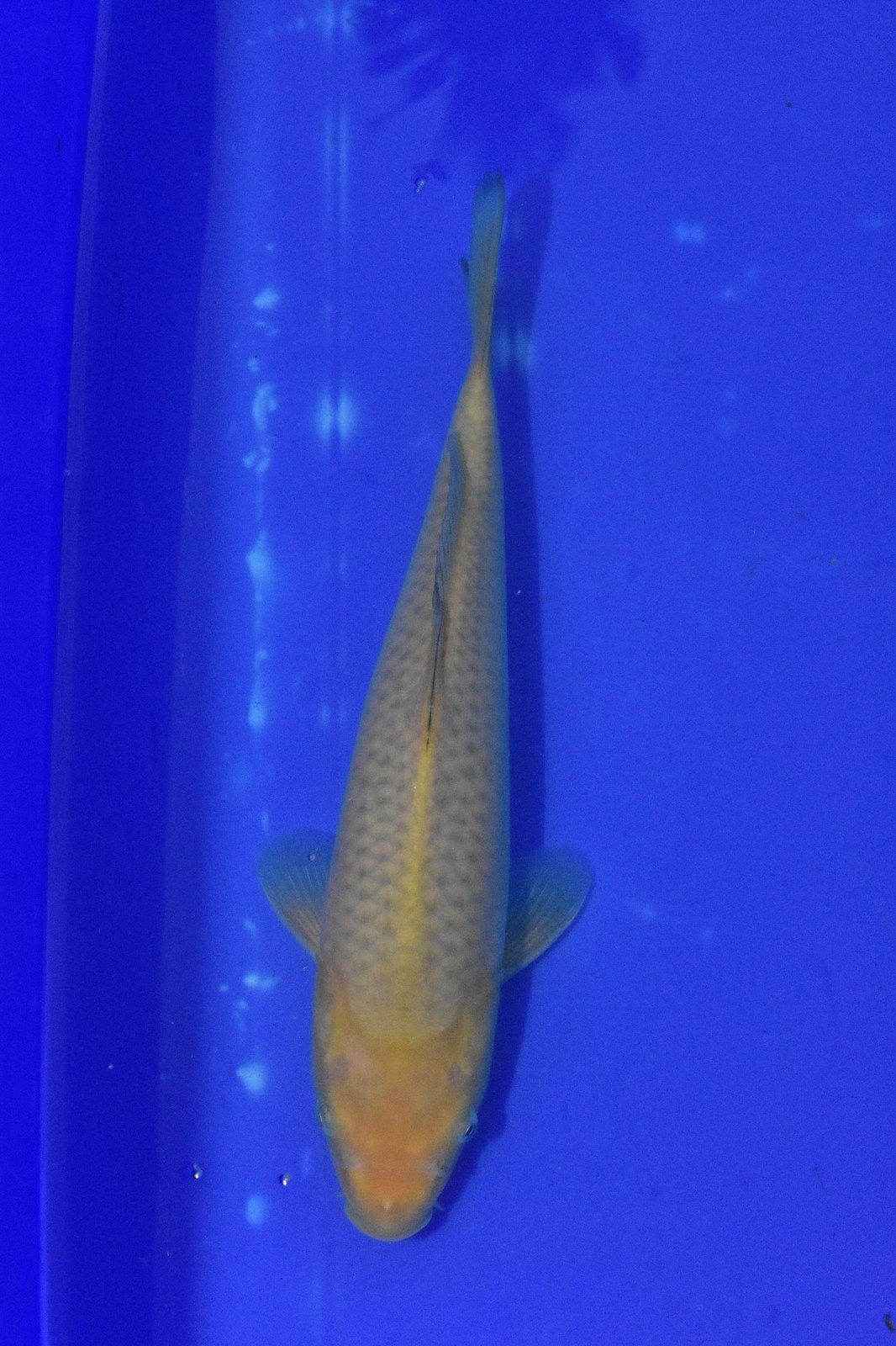 2x chagoi 32cm - 38cm, Karper of Koi