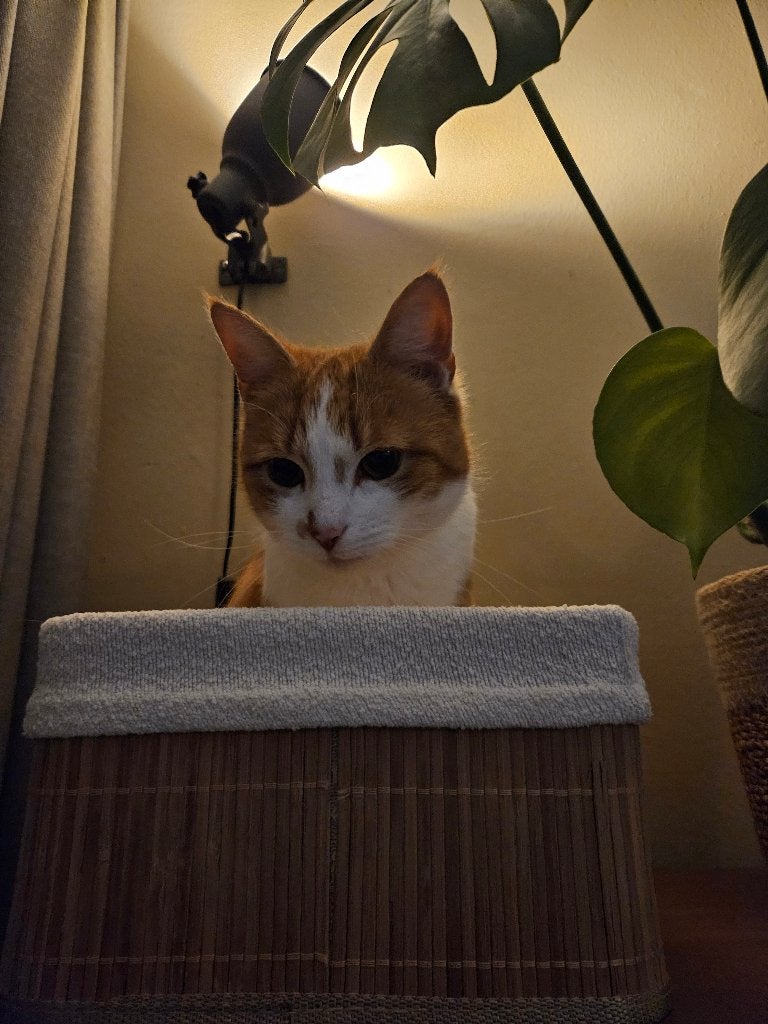 Fijn thuis gezocht voor onze poes, Dieren en Toebehoren, Poes, Kortharig, 6 jaar of ouder