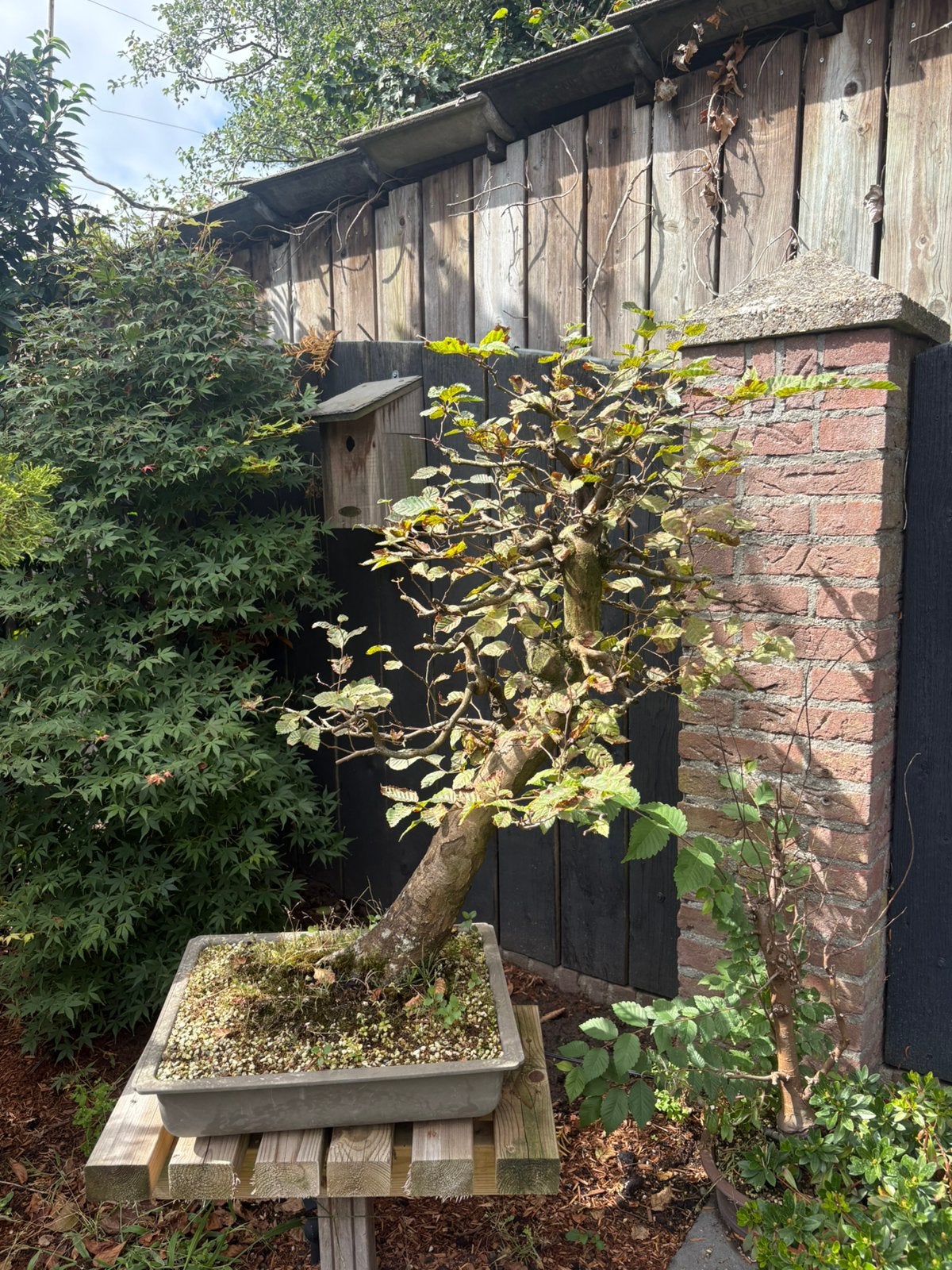 Bonsai haag beuk, Ophalen, Bloeit niet, Halfschaduw, Overige soorten
