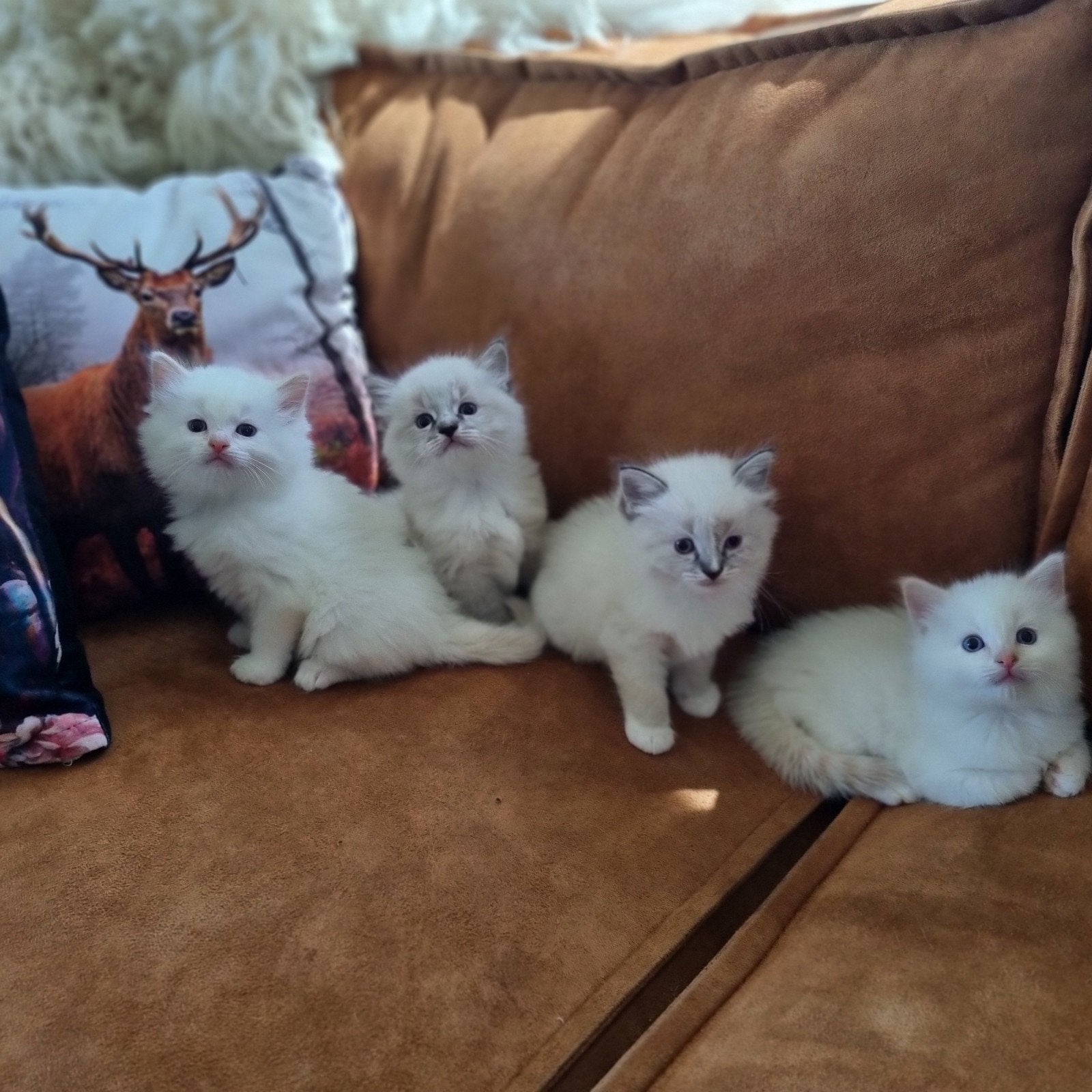 Prachtig nestje100% ragdoll kittens, Dieren en Toebehoren, Katten en Kittens | Raskatten | Langhaar, Meerdere dieren, Gechipt