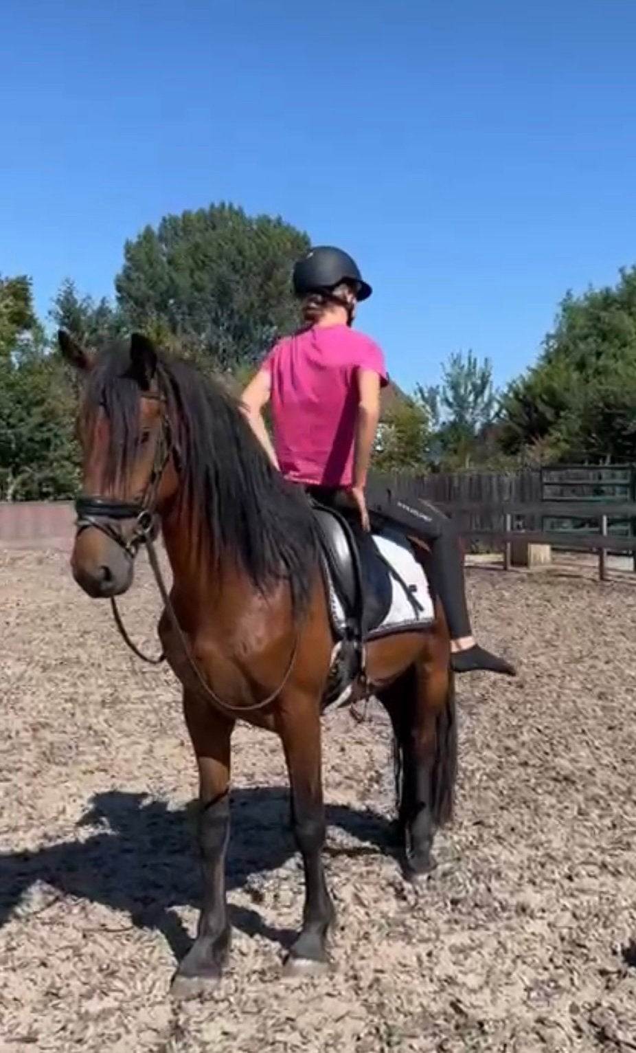 Super lieve ruin te koop, Ruin, B, E pony (1.48m - 1.57m)