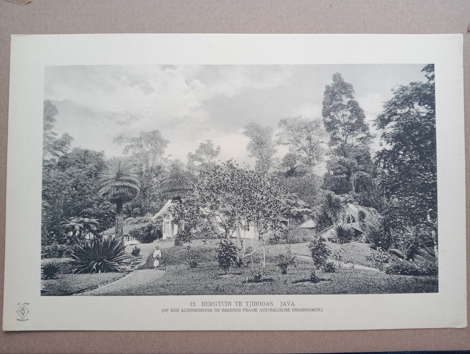 Fotogravure Nederlands Indië 1910 - Bergtuin Tjibodas Java, Met tekst, Ophalen of Verzenden, Gravure, Landschap