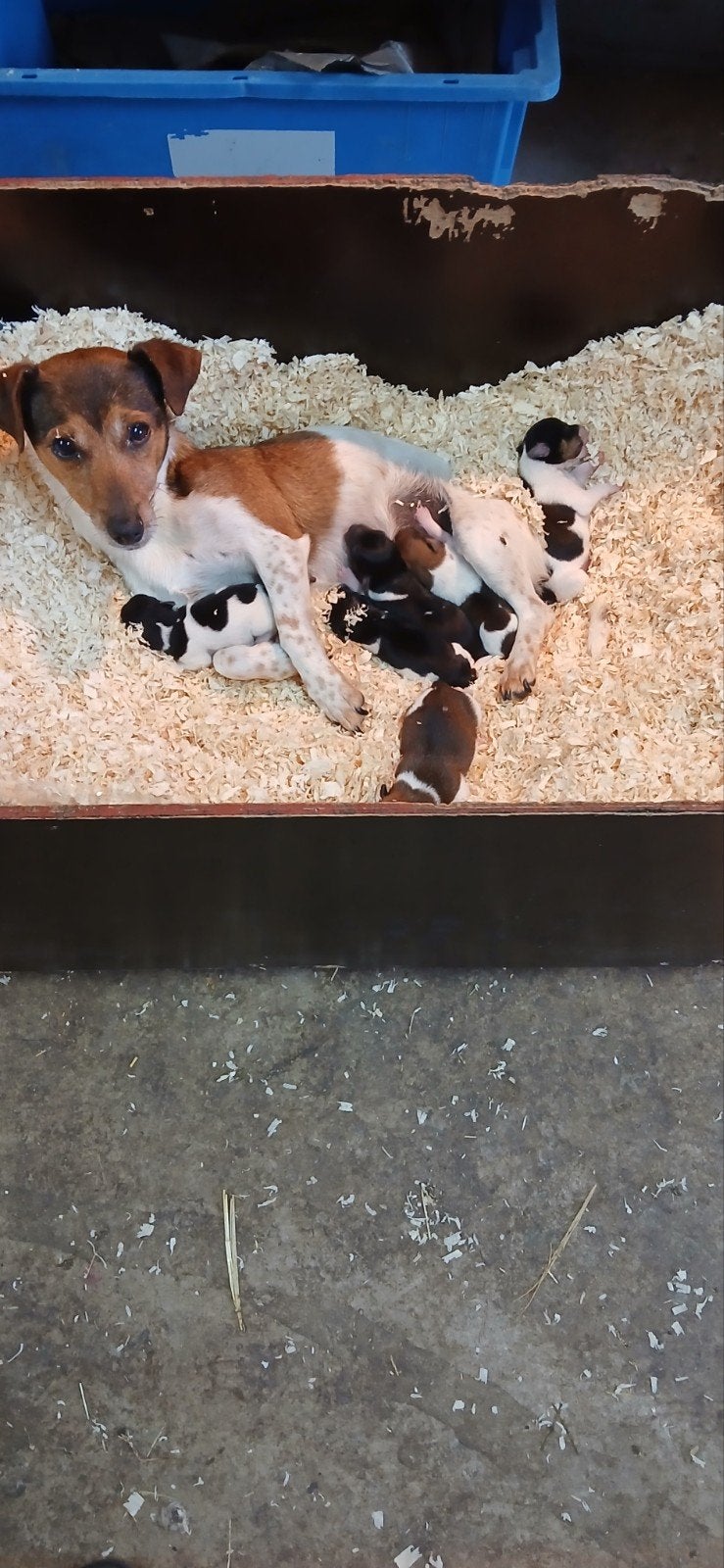 Mooie Jack Russel pups, Dieren en Toebehoren, Honden | Jack Russells en Terriërs, Meerdere dieren, Particulier, Meerdere, Nederland