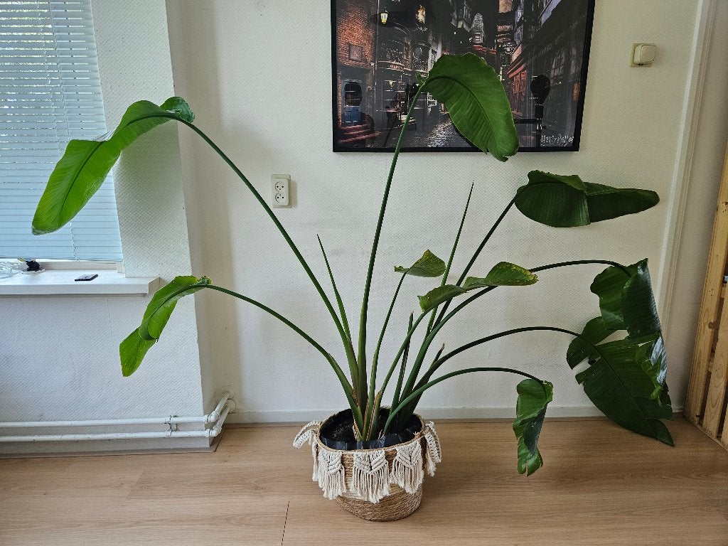 Strelitzia Nicolai XL, Huis en Inrichting, Kamerplanten, Ophalen, Overige soorten, In pot, Bloeiende kamerplant