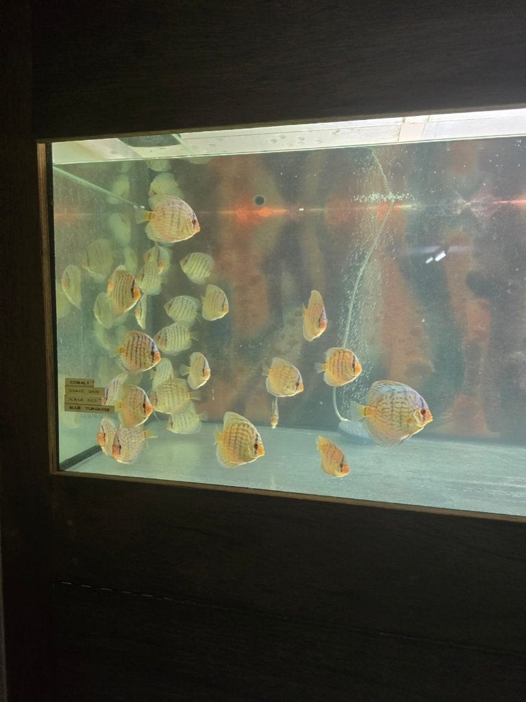 Discusvis,discusvissen, Dieren en Toebehoren, Vis, Zoetwatervis, Schoolvis