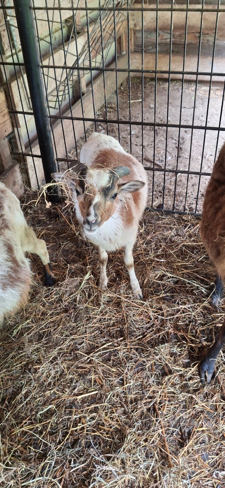 Kameroen bokje, Dieren en Toebehoren, Mannelijk, Kip