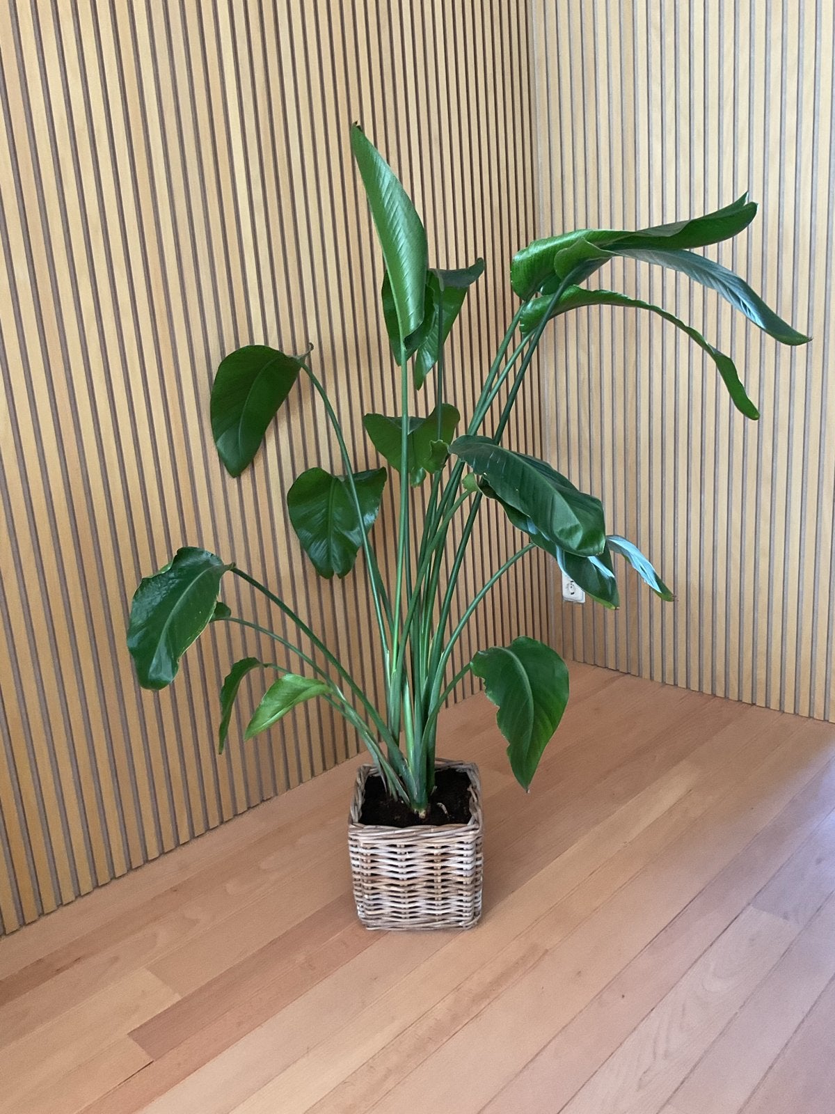 Strelitzia Nicolai - Paradijsvogelplant in rieten mand, Ophalen, 100 tot 150 cm, Overige soorten, Volle zon