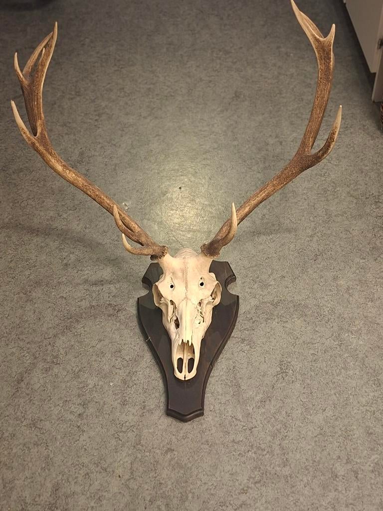 Hertenkop met gewei op schild - Jacht trofee, Ophalen of Verzenden, Gebruikt