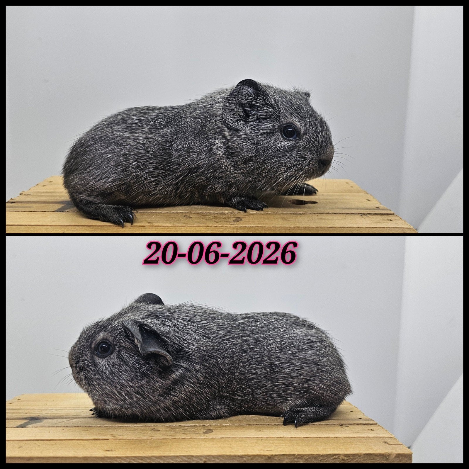 Zilveragouti gladhaar zeugje, Dieren en Toebehoren, Cavia, Juni, Vrouwelijk, Tam