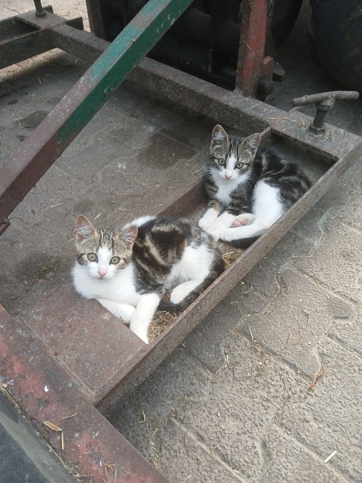Boerderij kittens, Dieren en Toebehoren