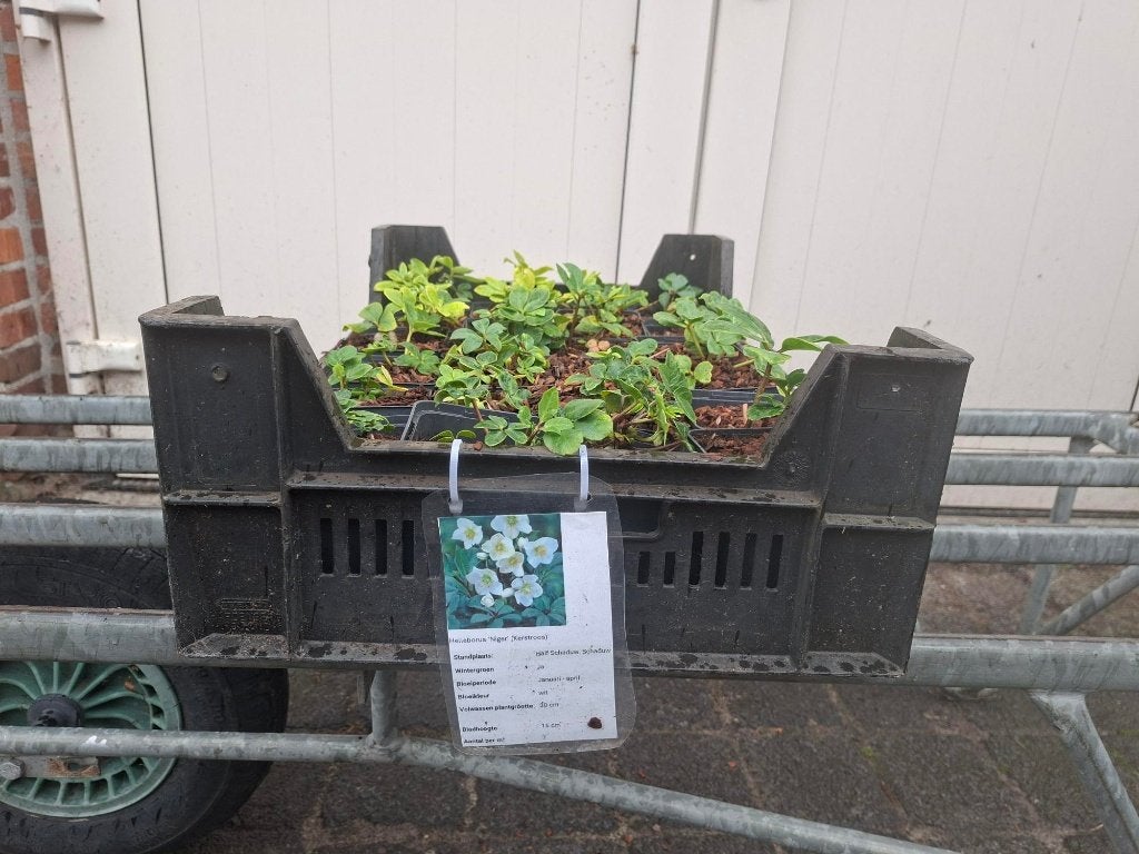 Jonge Helleborus 'Niger' (Kerstroos) in pot!, Ophalen, Overige soorten, Volle zon