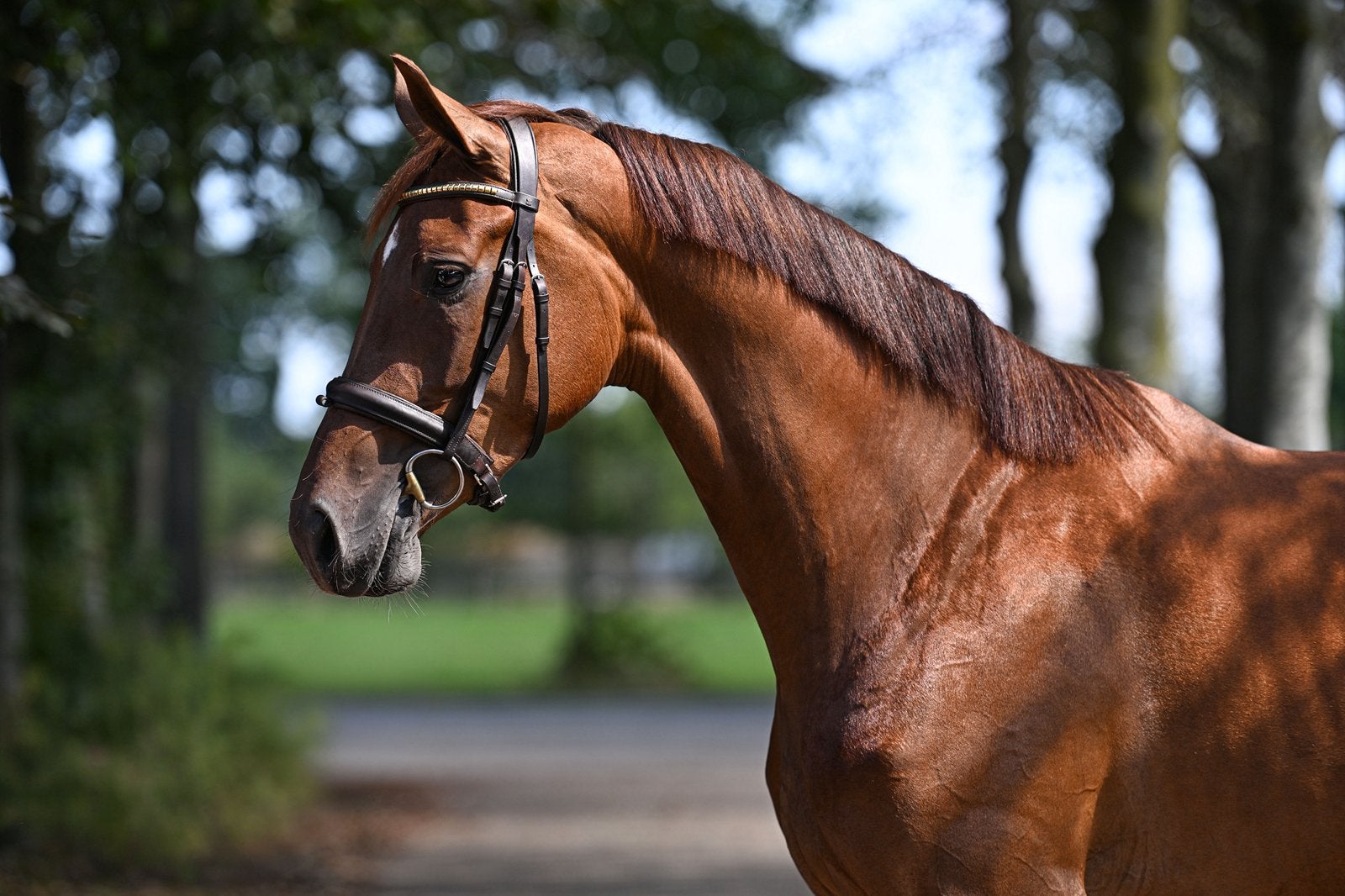 3-jarige merrie zadelmak aangeboden, Merrie, Met stamboom, Dressuurpaard, Zadelmak