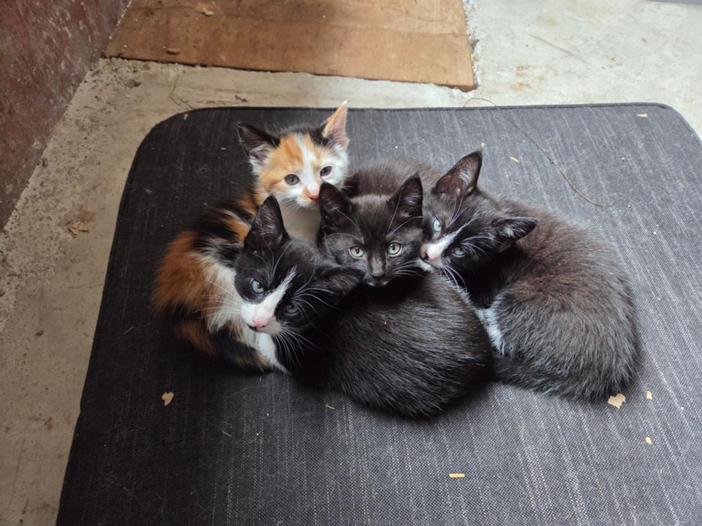 Lieve kittens, Dieren en Toebehoren, Kater, Kortharig, 0 tot 2 jaar