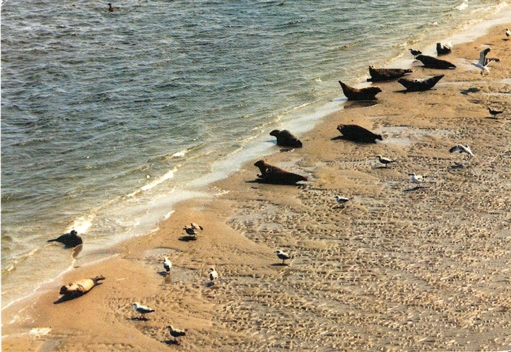 Ameland            316, Ophalen of Verzenden, Voor 1920, Waddeneilanden