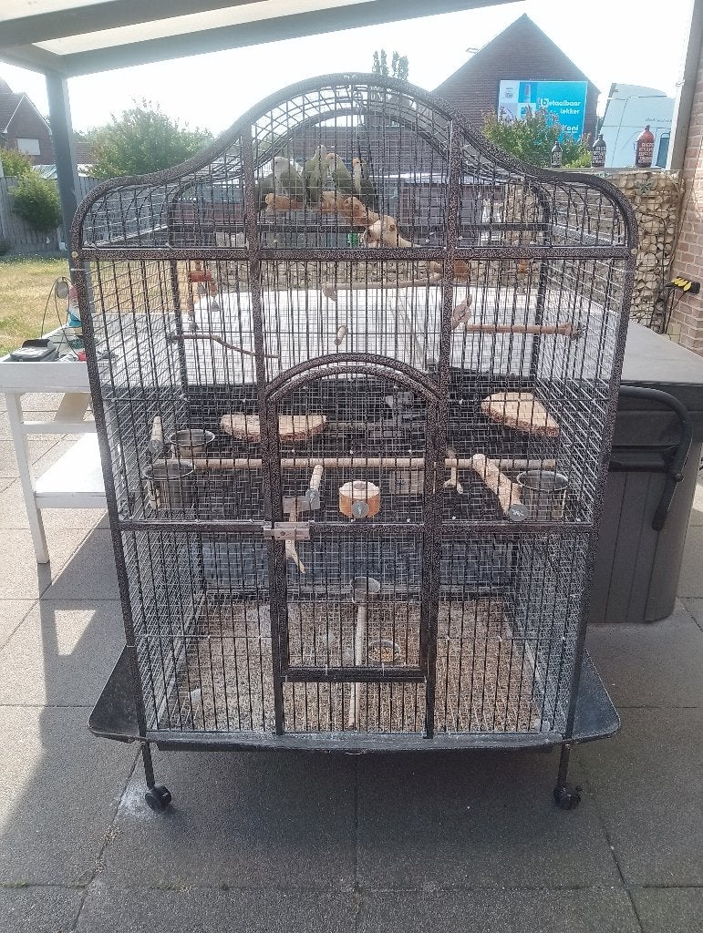 Dwergpapegaaien met kooi, Dieren en Toebehoren, Vogels | Parkieten en Papegaaien, Geslacht onbekend, Dwergpapegaai of Agapornis