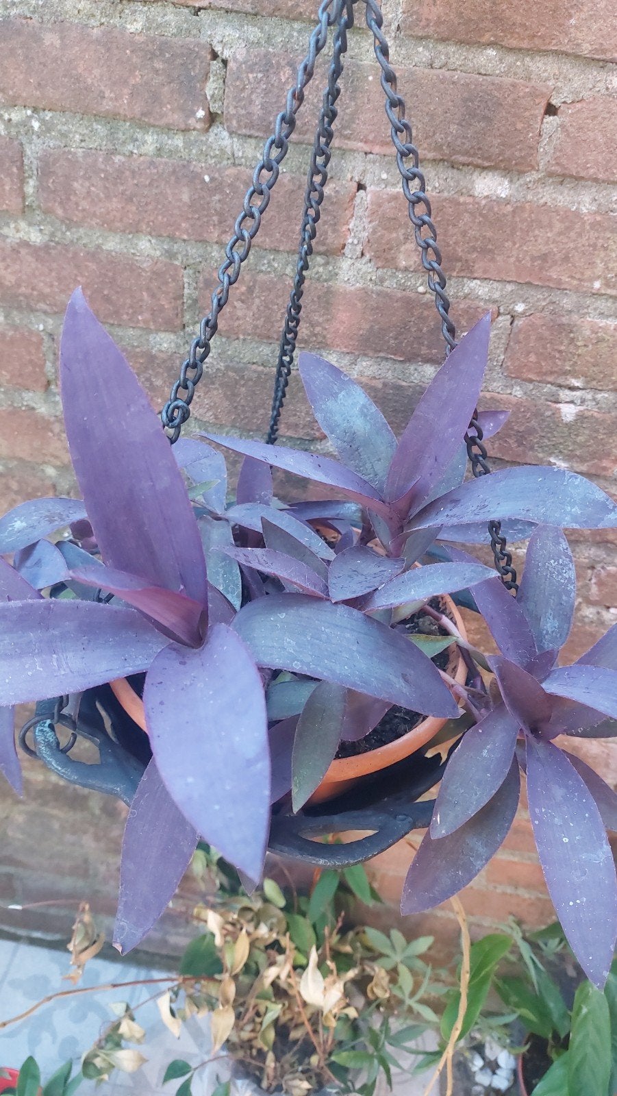 Tradescantia, Tuin en Terras, Verzenden, Overige soorten, Volle zon