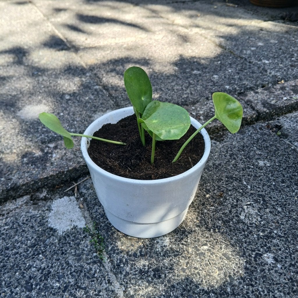 pannenkoek planten+sanseveria's, Ophalen, Halfschaduw, Minder dan 100 cm