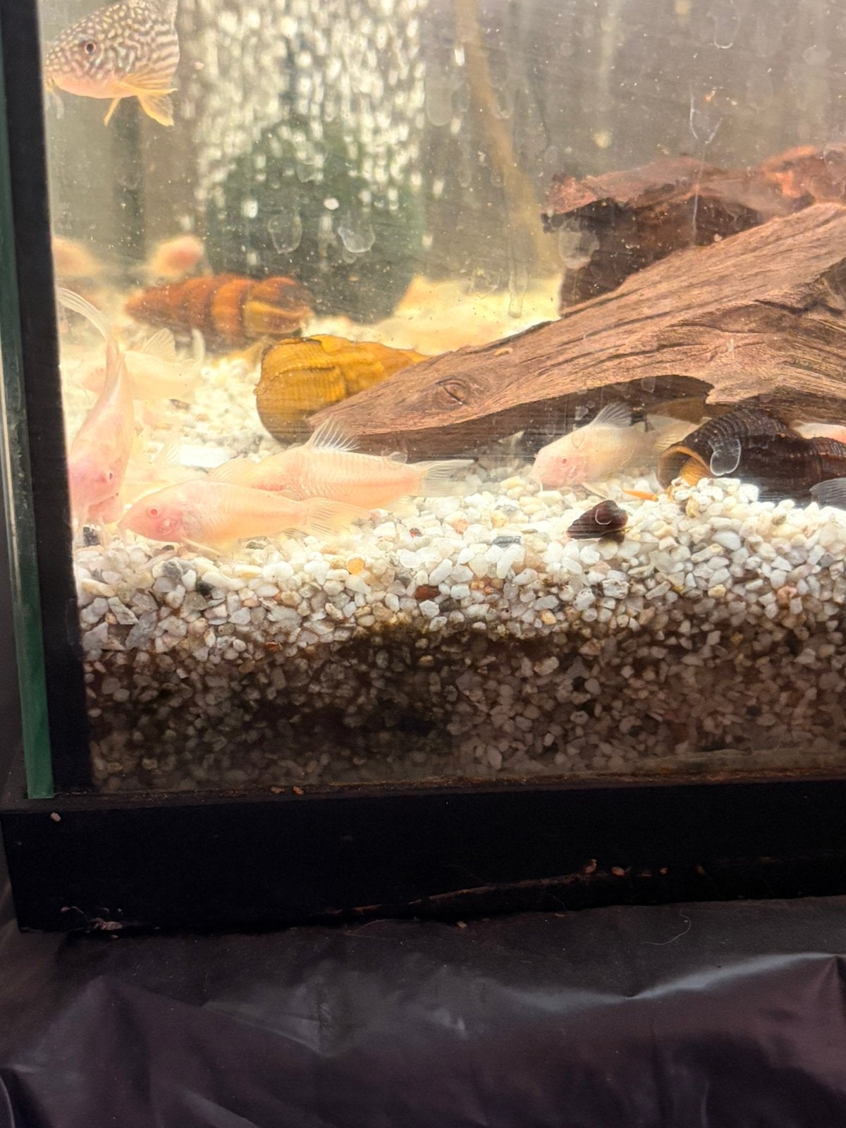 Corydora Albino, Dieren en Toebehoren, Vissen | Aquariumvissen