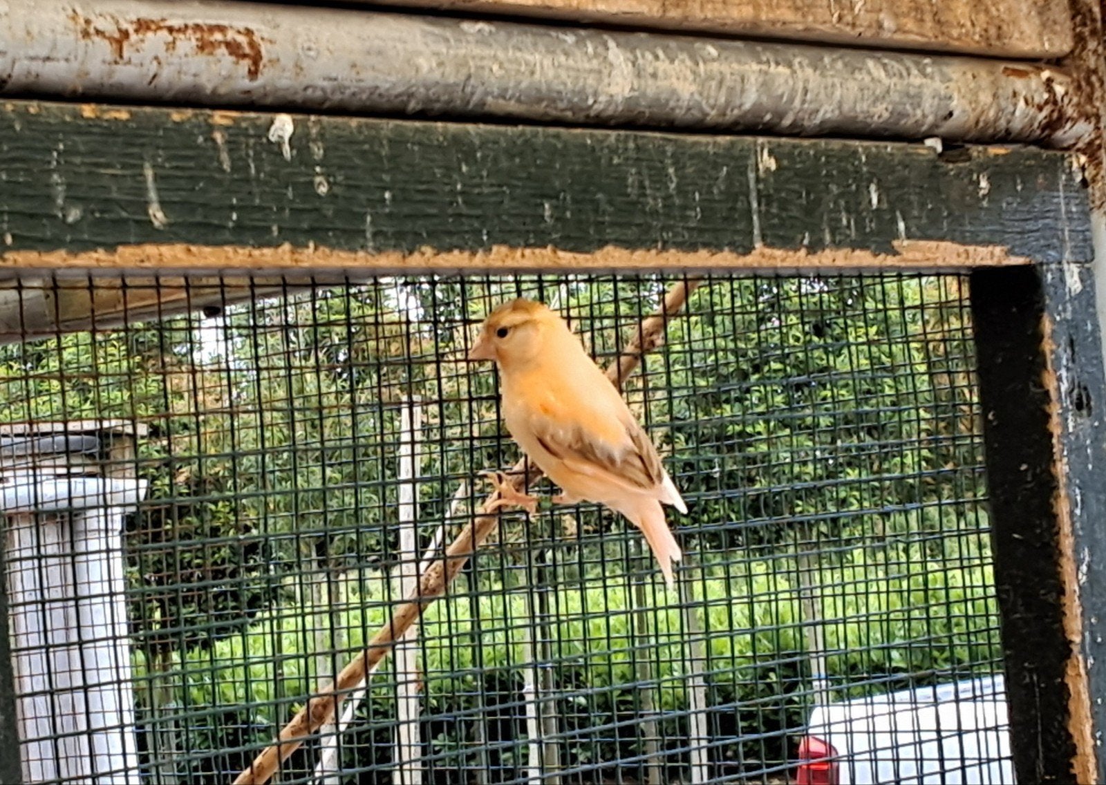 4 jonge oranje bonte kanaries, Dieren en Toebehoren, Vogels | Kanaries, Kleurkanarie, Vrouwelijk