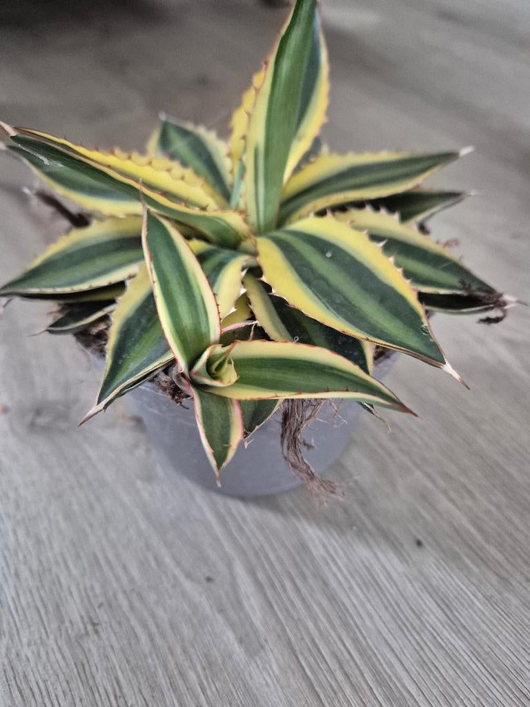 agave lophanta  quadricolour, Tuin en Terras, Planten | Tuinplanten, Overige soorten, Volle zon, Eenjarig, Ophalen of Verzenden