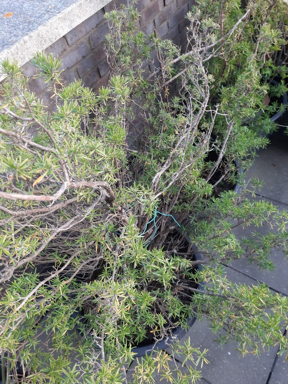 rozemarijn  plant.bieden., Tuin en Terras, Minder dan 100 cm, Lente, Overige soorten, Volle zon