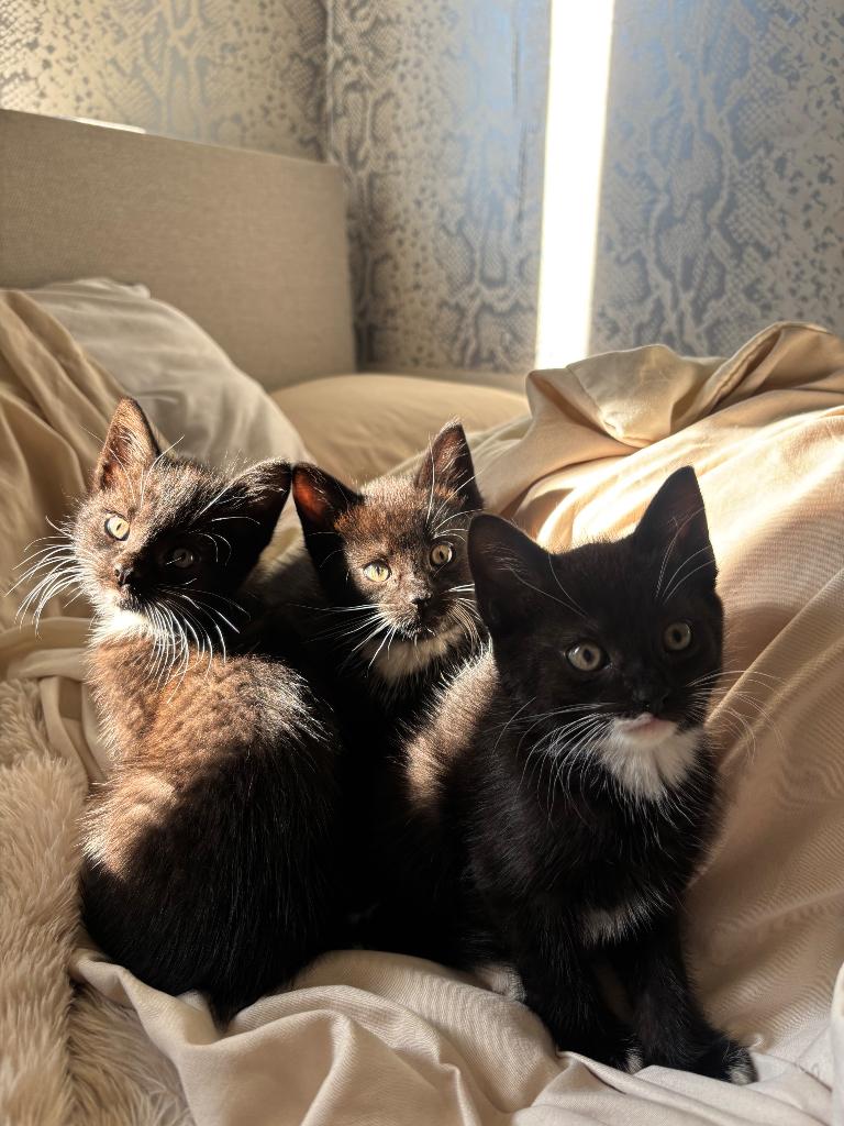 Kittens 8 weken, Dieren en Toebehoren, Katten en Kittens | Raskatten | Korthaar, Meerdere dieren, Ontwormd, 0 tot 2 jaar