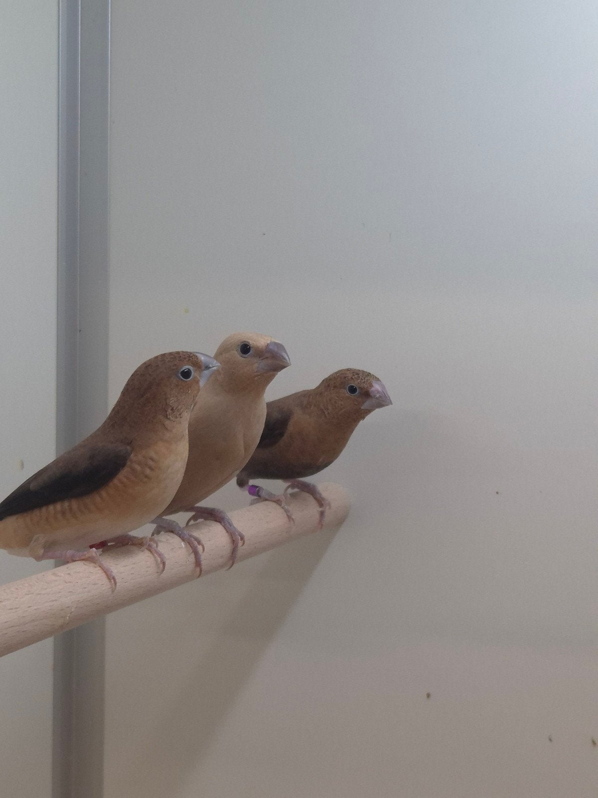 Zilverbekjes diverse kleuren, Geslacht onbekend, Tropenvogel, Geringd