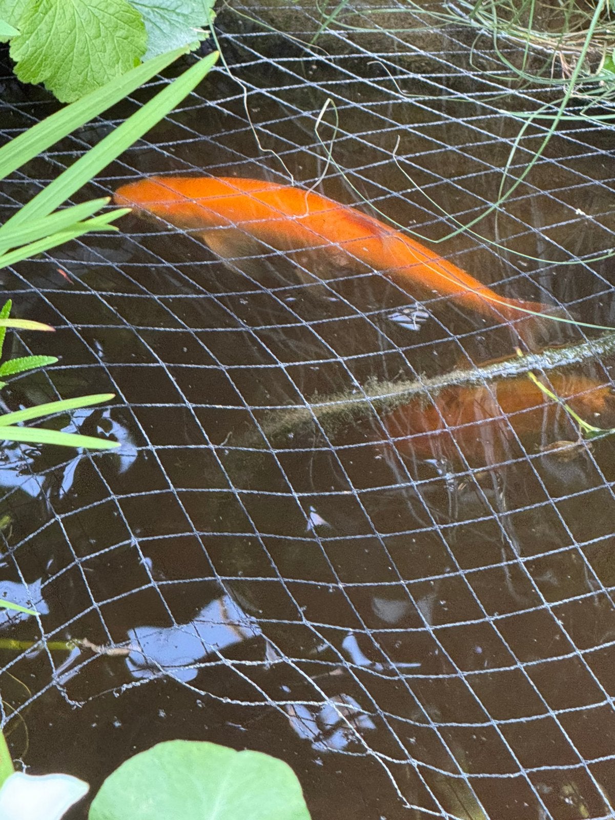 Mooie gezonde goudwindes, Karper of Koi