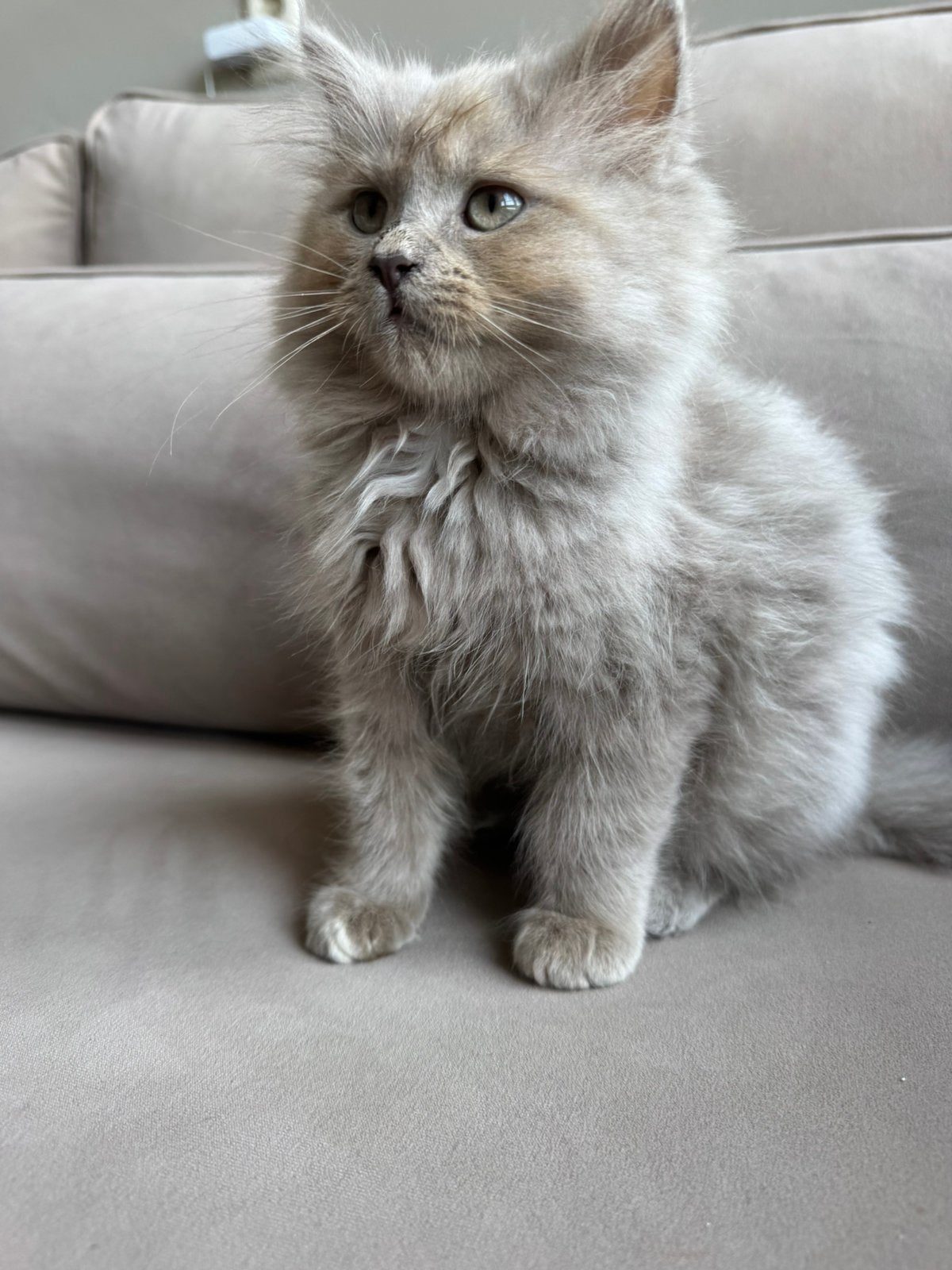 perzische kitten"kater", Kater