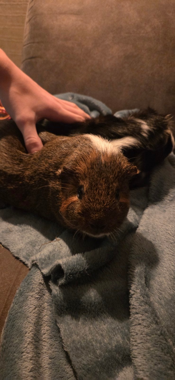 2 mannetjes cavia's te koop, Mannelijk, Tam, Maart, Cavia