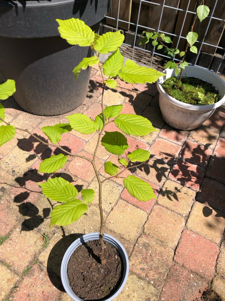 Hazelaar plantje - Jonge Corylus avellana, Volle zon, Vaste plant, Lente, Ophalen