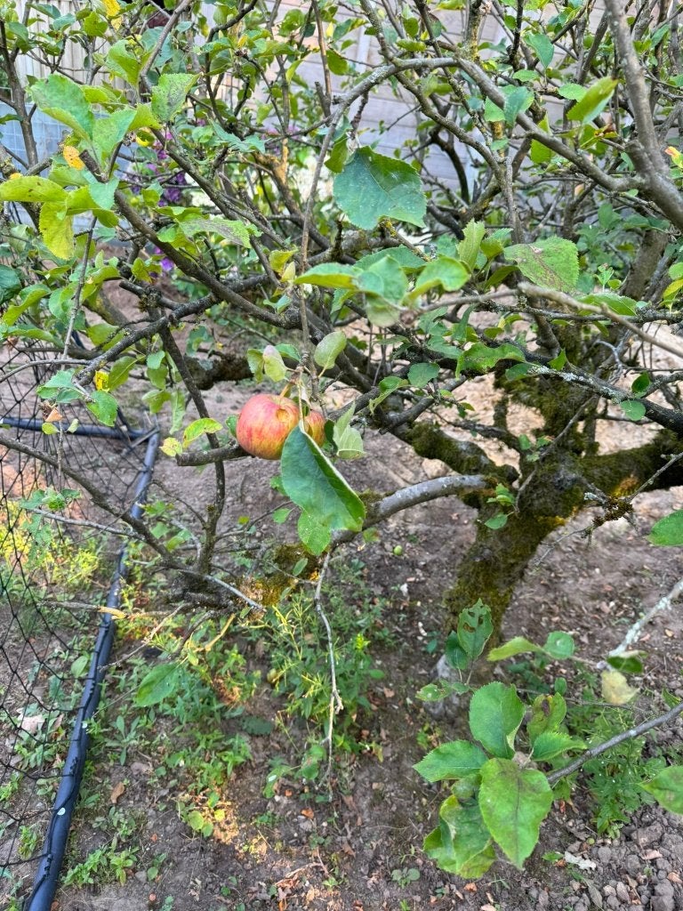 Appelboom, Overige soorten, Lente, 100 tot 250 cm, Ophalen