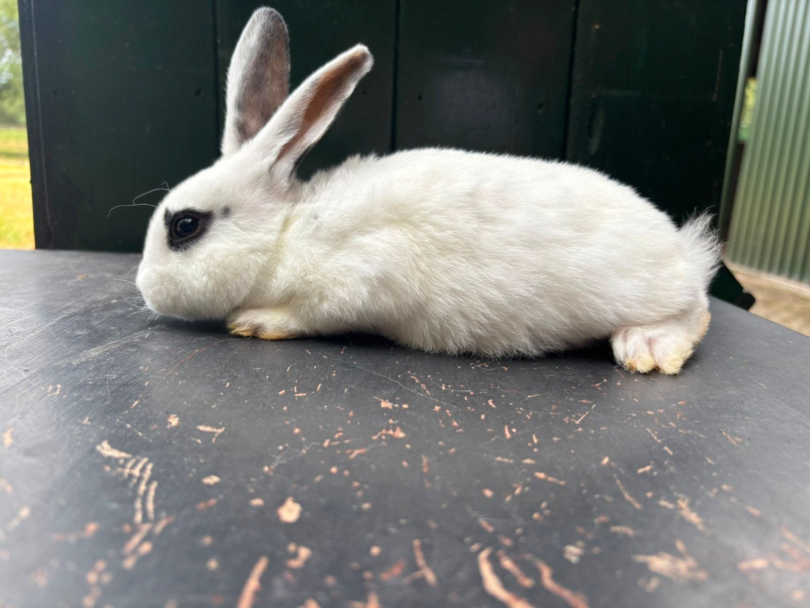 Mooie witte Rex ooi, Dieren en Toebehoren, Konijnen, Vrouwelijk, Middelgroot, 0 tot 2 jaar