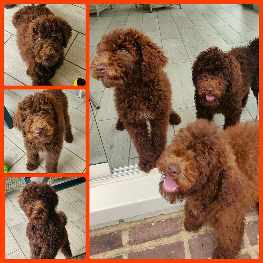 prachtige choco f4 multigen labradoodle pups, Parvo, Overige rassen, 8 tot 15 weken, Meerdere