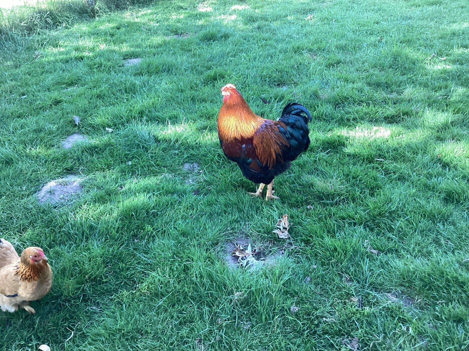 Wyandotte haan groot, Dieren en Toebehoren, Pluimvee, Mannelijk, Kip