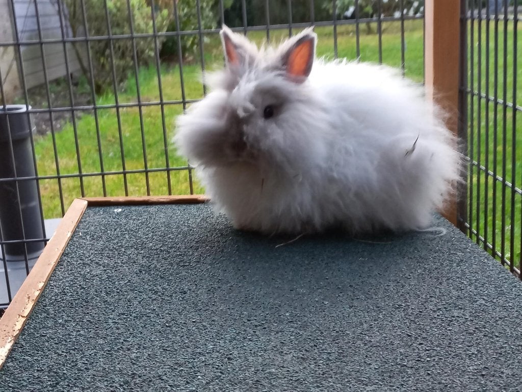 Lieve teddy dwerg, Dieren en Toebehoren, Konijnen, Vrouwelijk, Dwerg, 0 tot 2 jaar